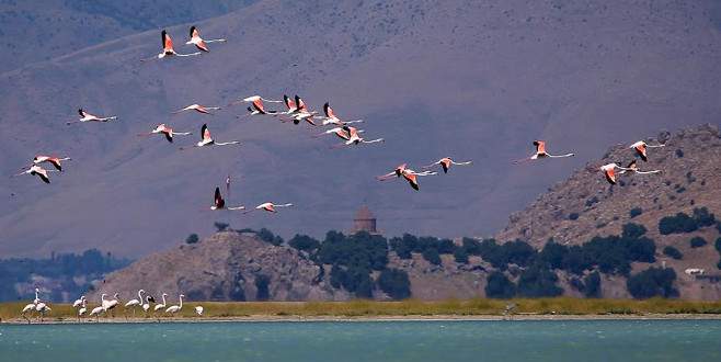 Van Gölü’nde flamingolar görsel şölen sunuyor