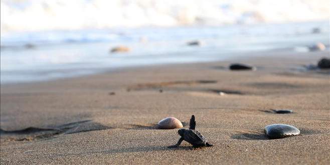 Yavru deniz kaplumbağalarının yaşam mücadelesi başladı