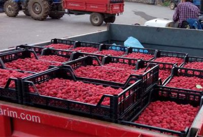 Vitamin deposu ahududu üreticiyi üzdü