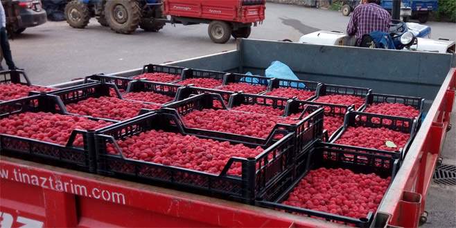 Vitamin deposu ahududu üreticiyi üzdü