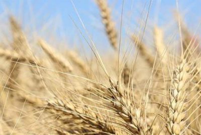 Milli buğdaya 4 yeni çeşit
