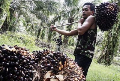 Tüketici palm yağı raporunu bekliyor