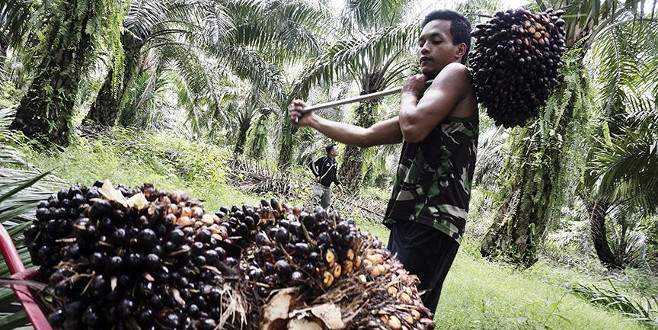 Tüketici palm yağı raporunu bekliyor