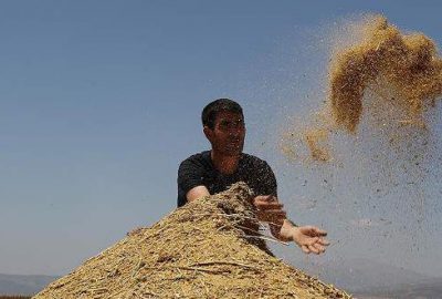 Astronotların besin kaynağı ‘kinoa’nın ilk hasadı yapıldı