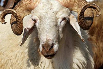 Kurbanlık fiyatlarında ciddi artış beklenmiyor