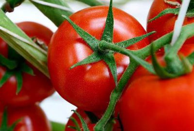 Rusya ve Türkiye domates ithalatını görüşecek