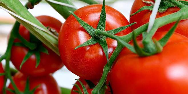 Rusya ve Türkiye domates ithalatını görüşecek