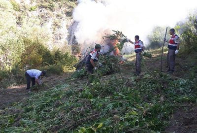 Konya’da 24 bin kök Hint keneviri ele geçirildi