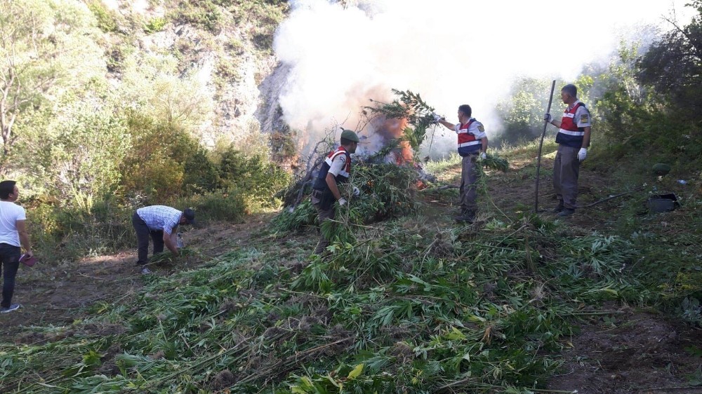 Konya’da 24 bin kök Hint keneviri ele geçirildi Konya’da 24 bin kök Hint keneviri ele geçirildi