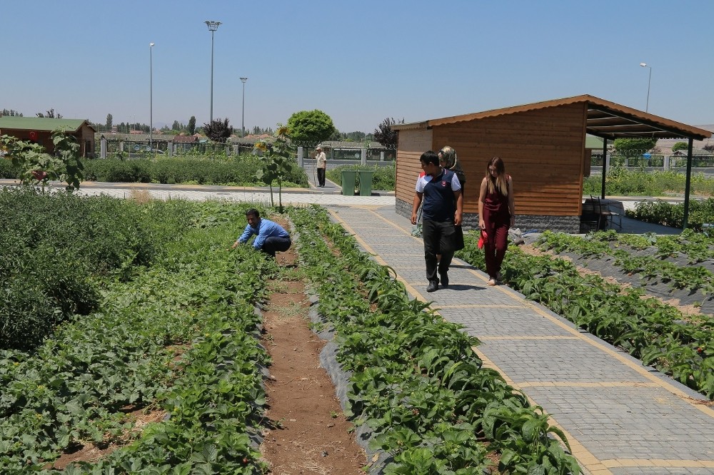 Büyükşehir’den organik hizmet Büyükşehir’den organik hizmet