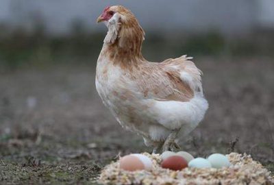 Avustralya’da gezen tavuk yumurtası aldatmacasına ceza