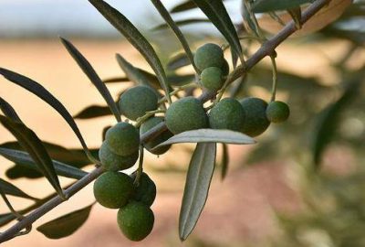 Kilis ilk zeytinyağı ihracatını Katar’a yapacak