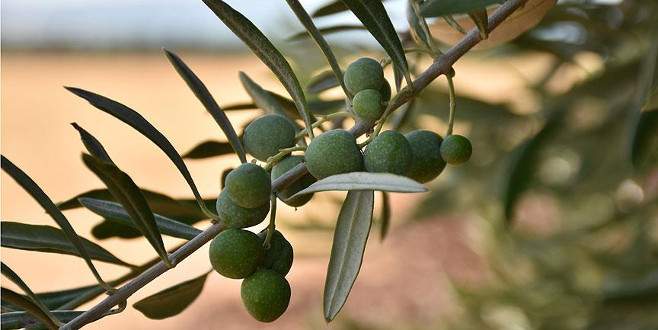 Kilis ilk zeytinyağı ihracatını Katar’a yapacak