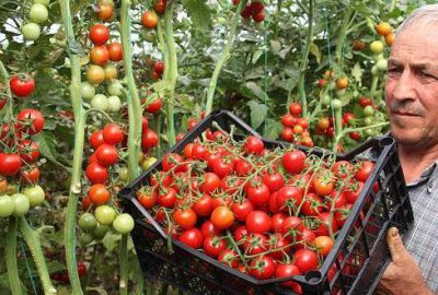 Çeri domates üreticisine kazandırıyor