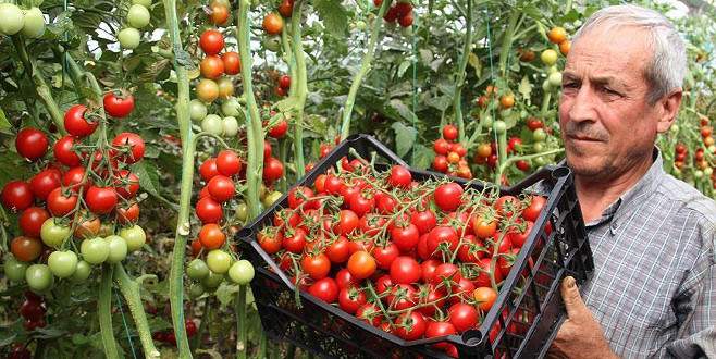 Çeri domates üreticisine kazandırıyor