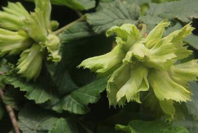 Yeni fındık çeşitleri örnek bahçede verim verdi