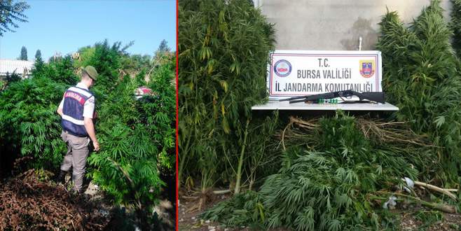 Bursa’da jandarmadan uyuşturucu baskını