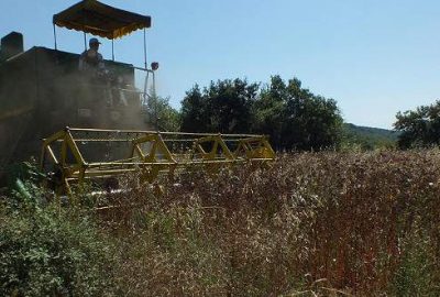 Bilecik’te karabuğday hasadı başladı
