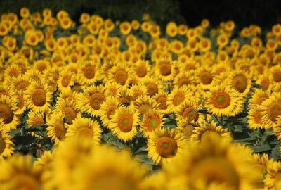 Son yağışlar ayçiçeğinde verim ve kaliteyi arttırdı