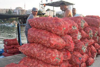 Salyangoz Karadenizli balıkçıların gelir kaynağı oldu