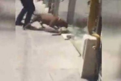 Pitbull dehşeti! Boynundan yakaladı, bırakmadı