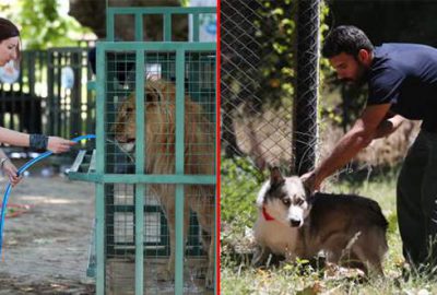 Suriye’deki yabani hayvanların Bursa’ya nakli sürüyor