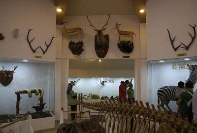 Gaziantep'te hem nesli tükenen hem de halen doğada yaşamlarını sürdüren