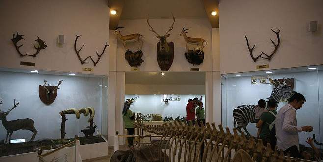 Türkiye’nin ilk Zooloji ve Doğa Müzesi ziyaretçi akınına uğradı