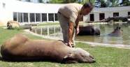 Bursa Hayvanat Bahçesi’nde hayvanlar böyle serinliyor