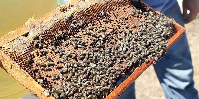 Dayanıklı arı kolonileri için ‘Arı keki’ üretti