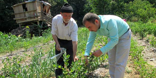 Yaban Mersini’ne üreticiden yoğun ilgi