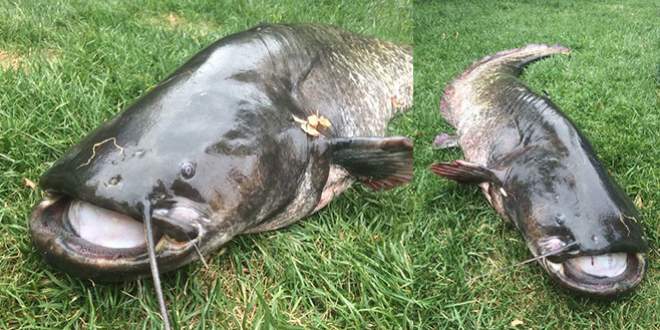 İznik Gölü’nde dev yayın balığı yakalandı