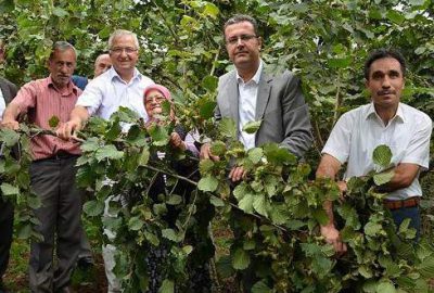 Bu bahçeler fındık üreticilerine örnek oldu