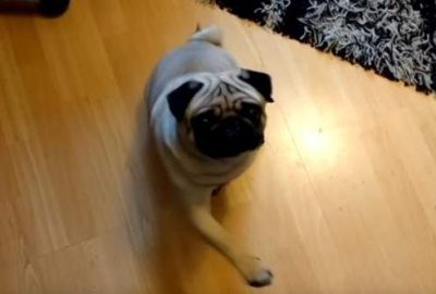 Köpeğe Nazi selamı vermeyi öğreten İskoç mahkemelik oldu