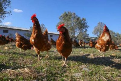 Banvit’e soruşturma açıldı