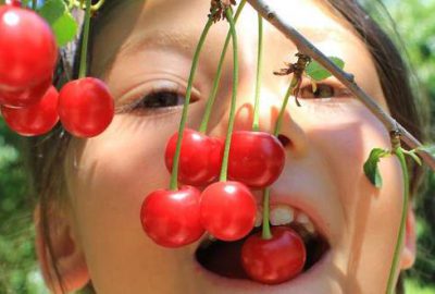 Vişnede rekor fiyat üreticisini sevindirdi