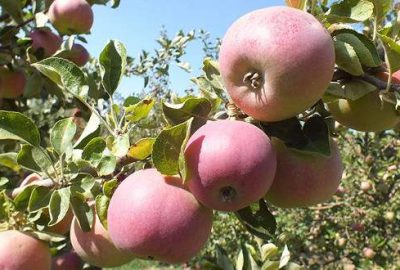 Yaylalarda elma hasadı hazırlığı