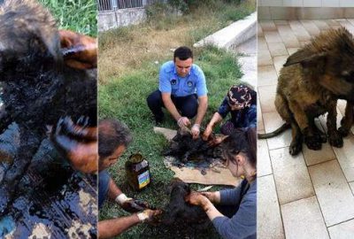 Tokat'ın Zile ilçesinde zifte bulanan yavru köpekleri zabıta ekibi kurtardı.