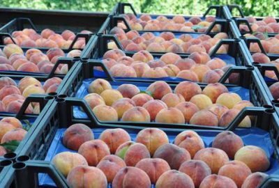 Şeftali üreticisi fiyattan şikayetçi