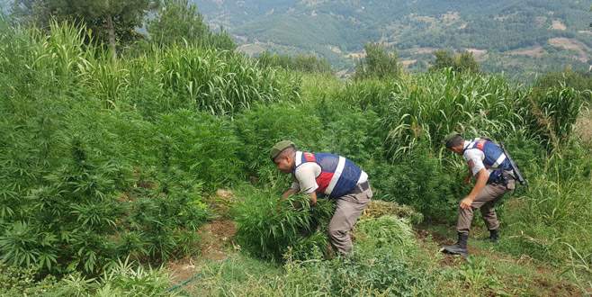 Bursa’da hayvan çiftliğinde uyuşturucu operasyonu