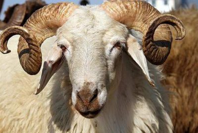 Küçükbaş kurbanlıklar 750-950 lira arasında satılıyor