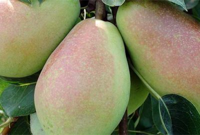 Santa Maria armudu tarlada 1,80 liradan alıcı buluyor