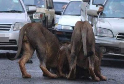 18 yaşındaki genç aslanların pençesinden kurtulamadı