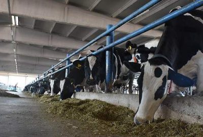 Devlet desteğiyle günde 5 bin litre süt üretiyor