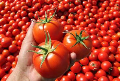 Rusya’dan domatesle ilgili önemli açıklama