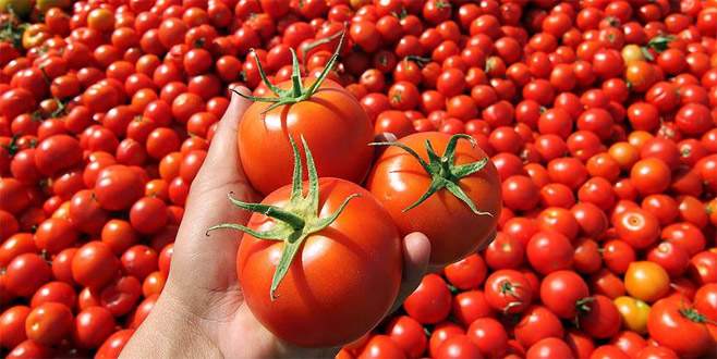 Rusya’dan domatesle ilgili önemli açıklama