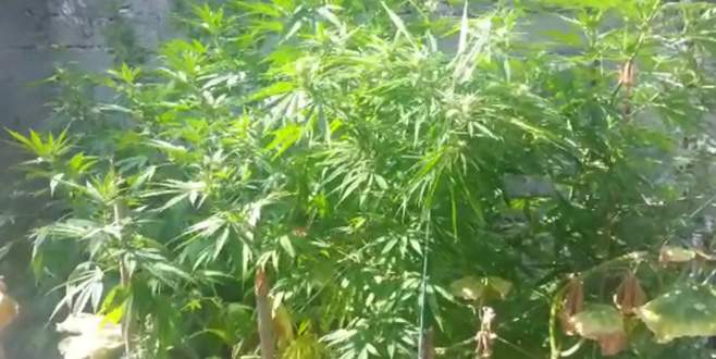 Bursa’da Hint keneviri operasyonu