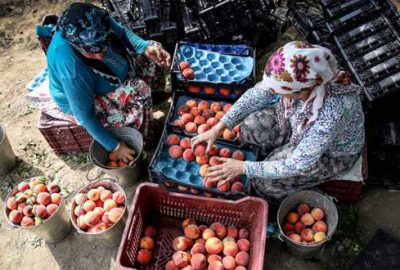 Antalya’daki turist canlılığı Bursa şeftalisine yaradı