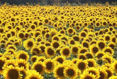 Ayçiçeğinde son 50 yılın en yüksek verimi bekleniyor