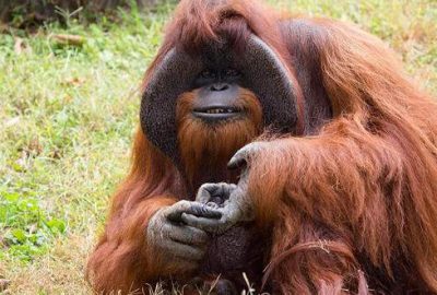 Kuzey Amerika'daki hayvanat bahçelerindeki en yaşlı orangutanlardan biri olan ve